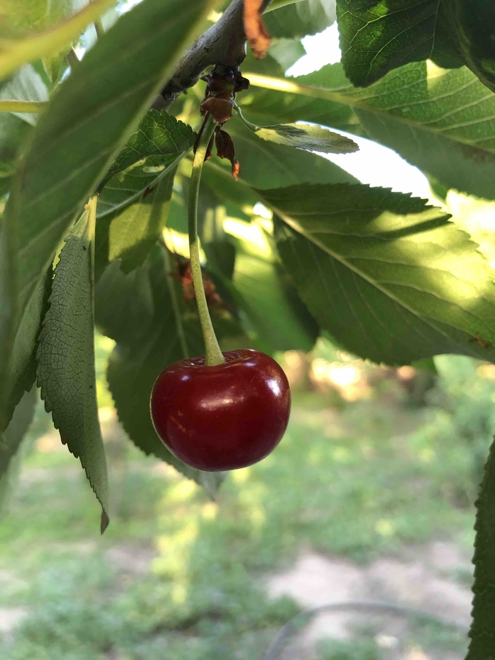cherry (Şəmkir)