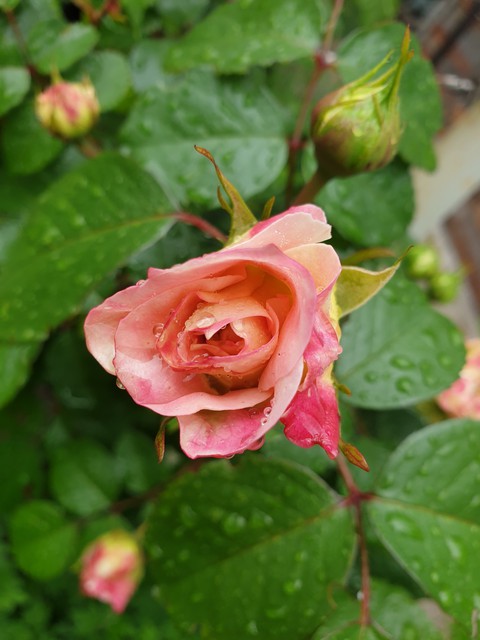 lady rose