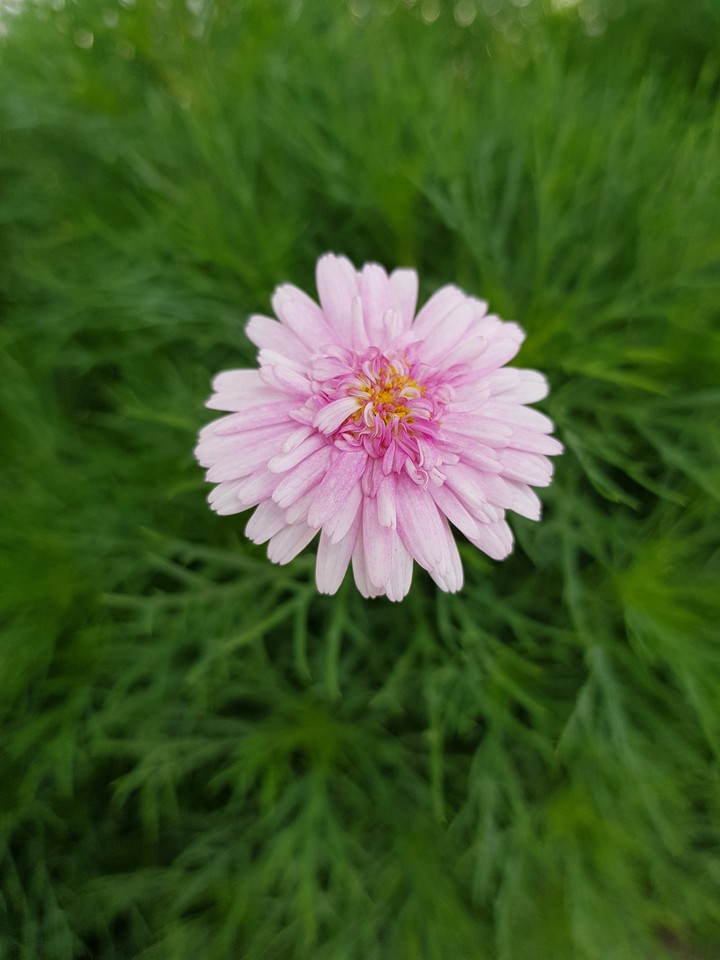 Blooming Pink