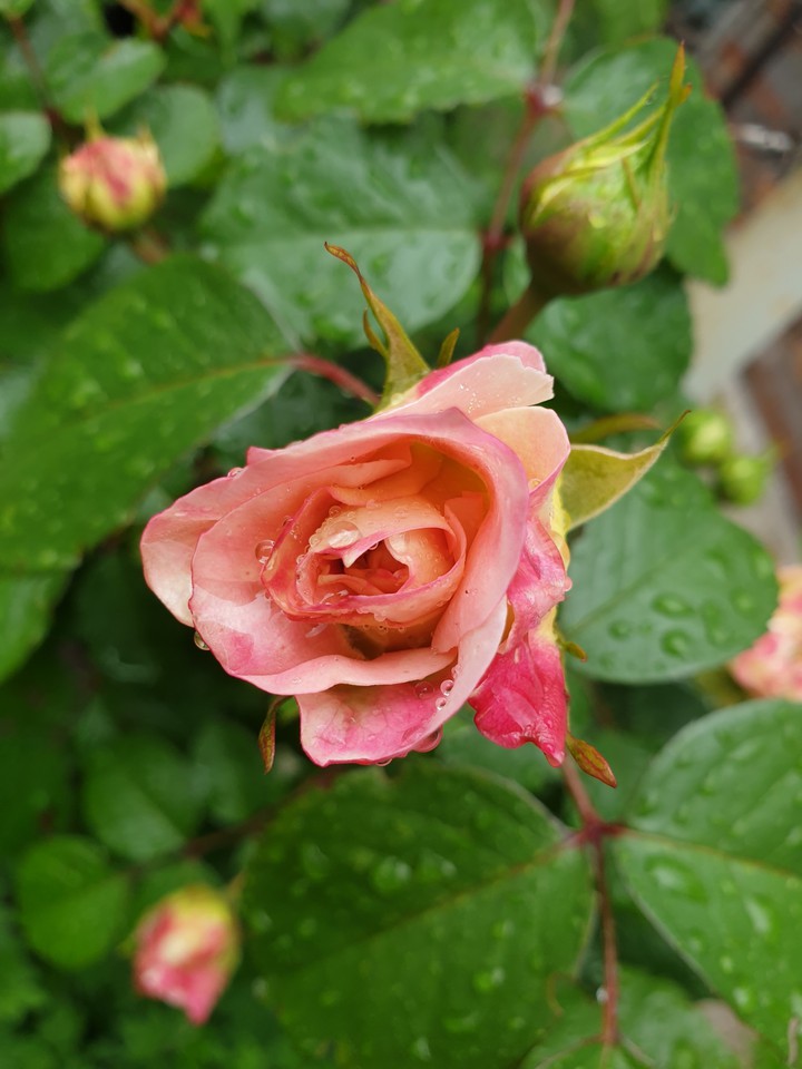 lady rose