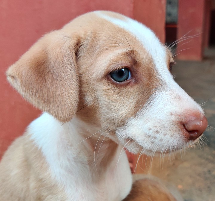 puppy