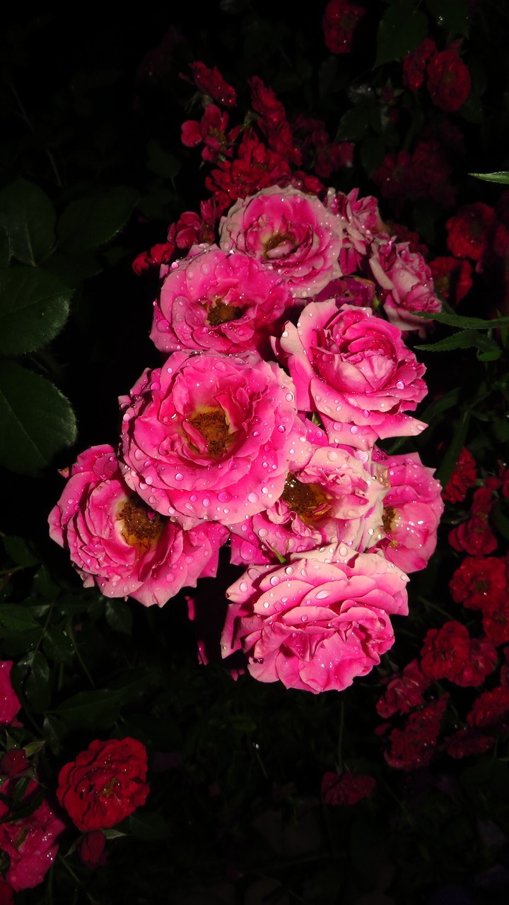 roses