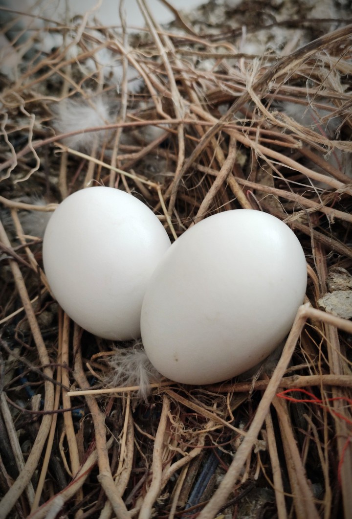 Egg in nest