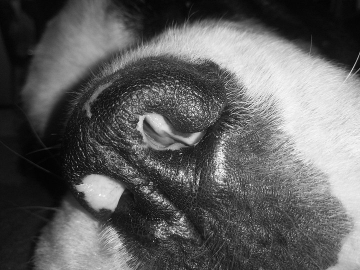 st bernard