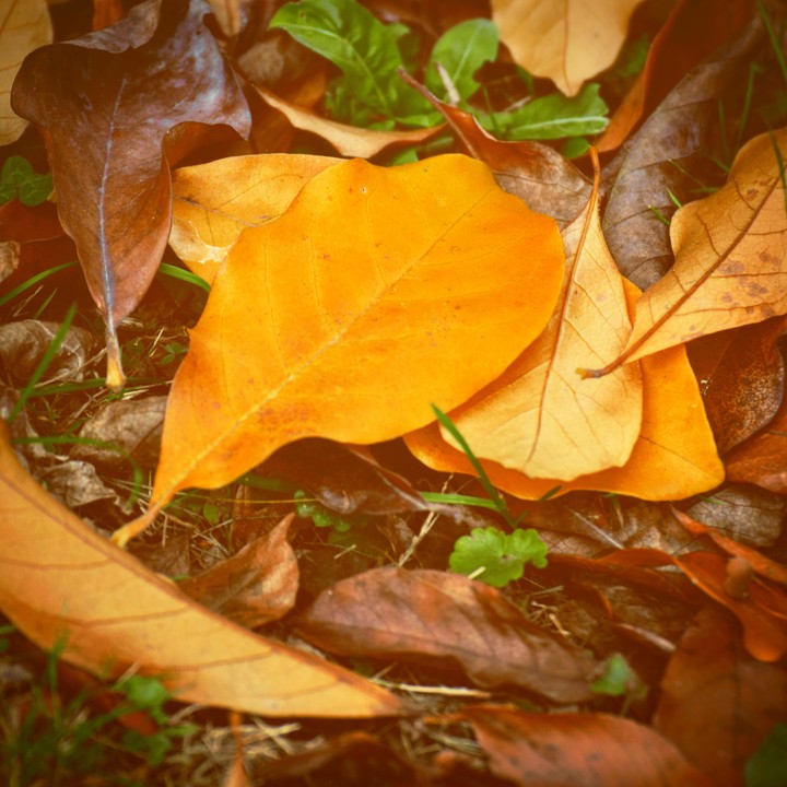 Autumn leaves