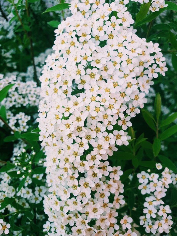 спирея