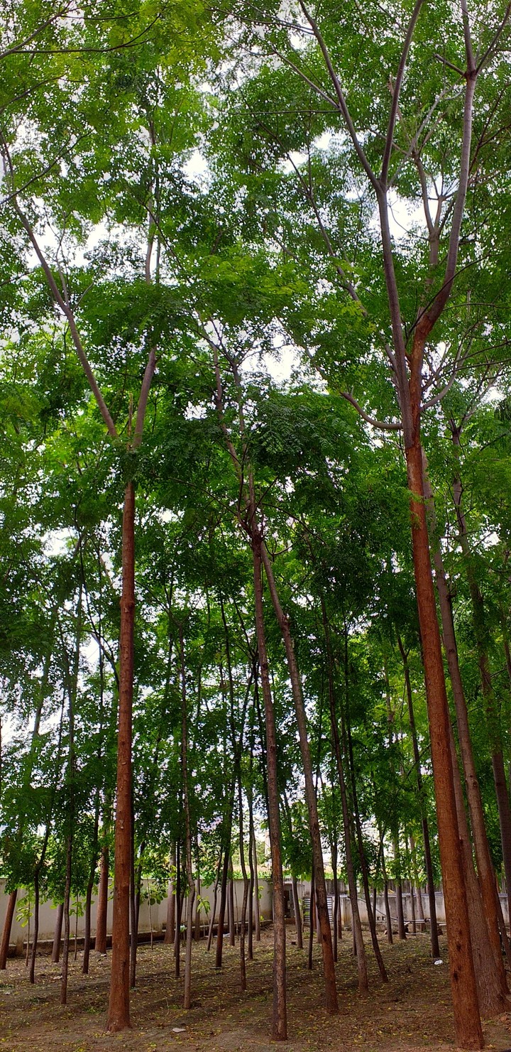 Trees