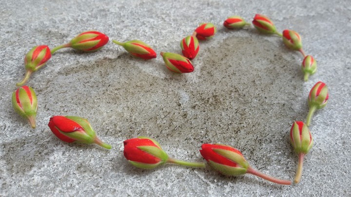 ~Flower-heart~