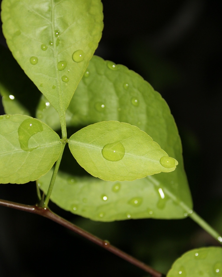 leaf photography!
