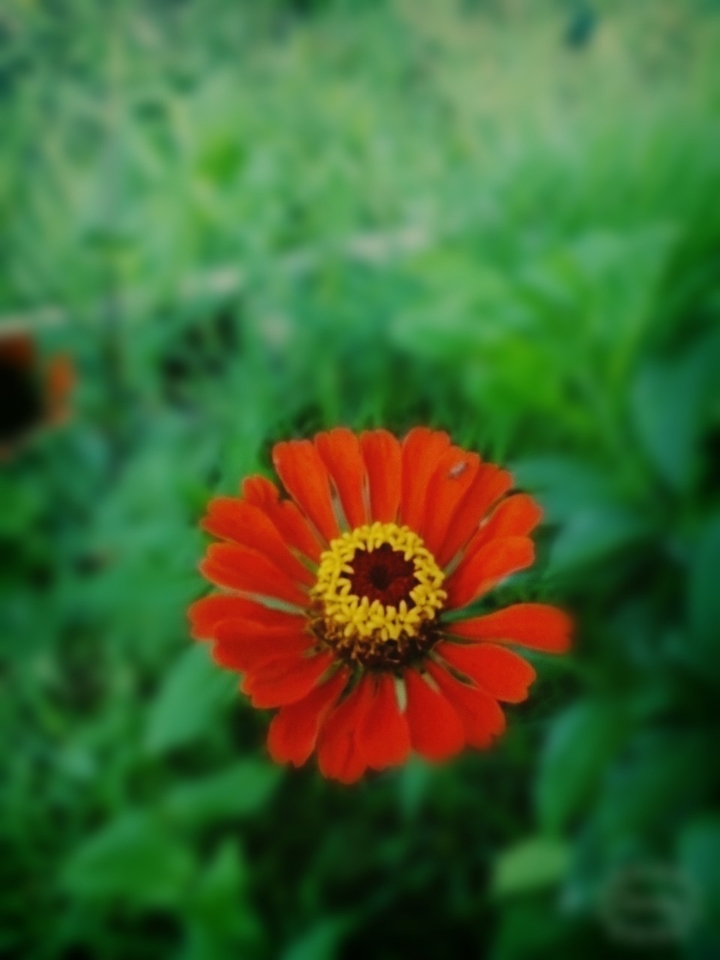 My Red Flower