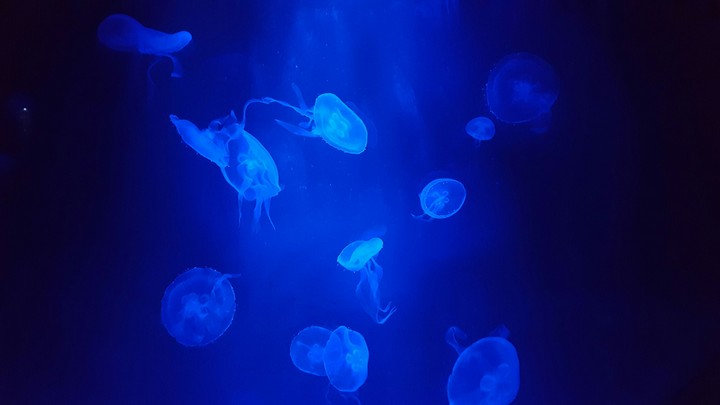 Jellyfish