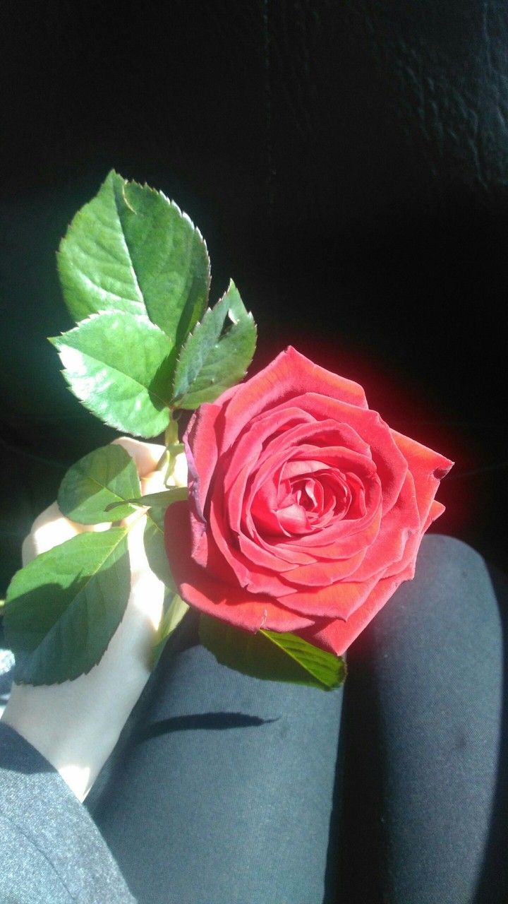 Rose