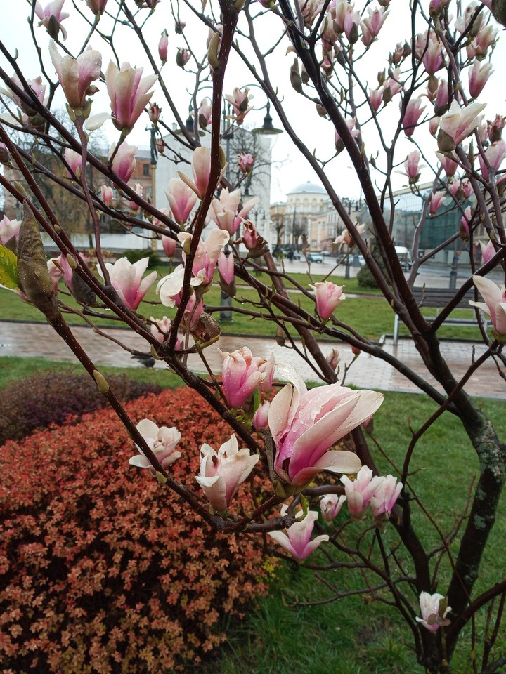 magnolia