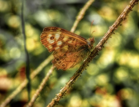 тапети insect, butterfly