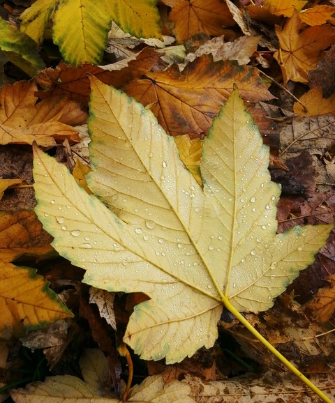 Beautiful Autumn