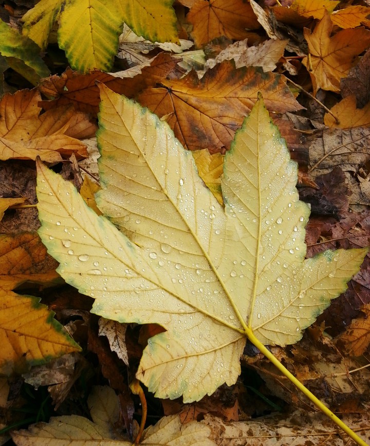 Beautiful Autumn