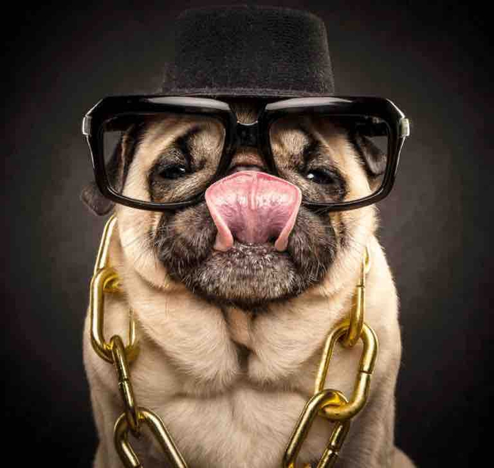 pug funny