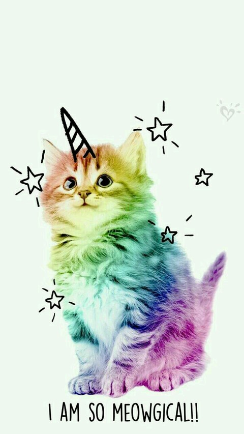 레인보우 고양이