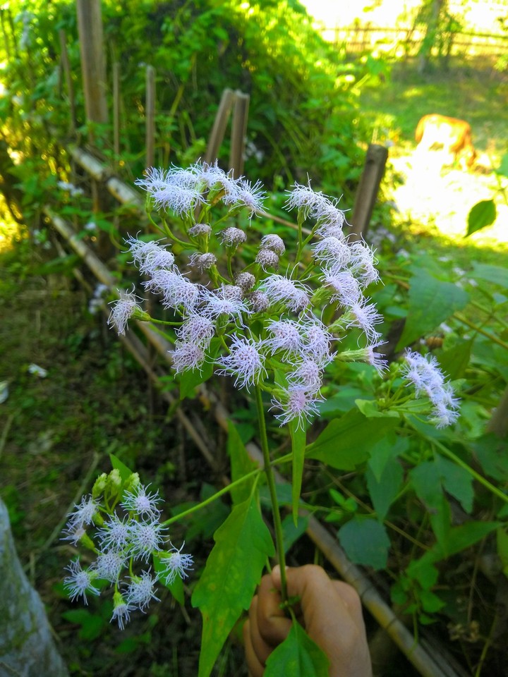 simple click