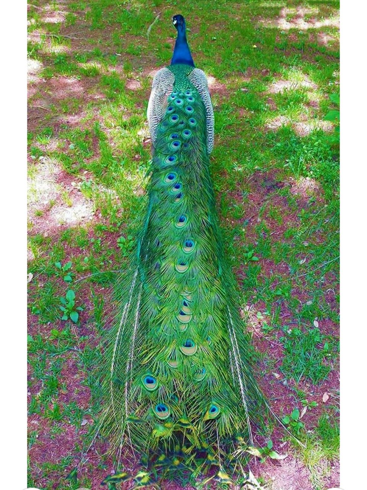 beautiful peacock