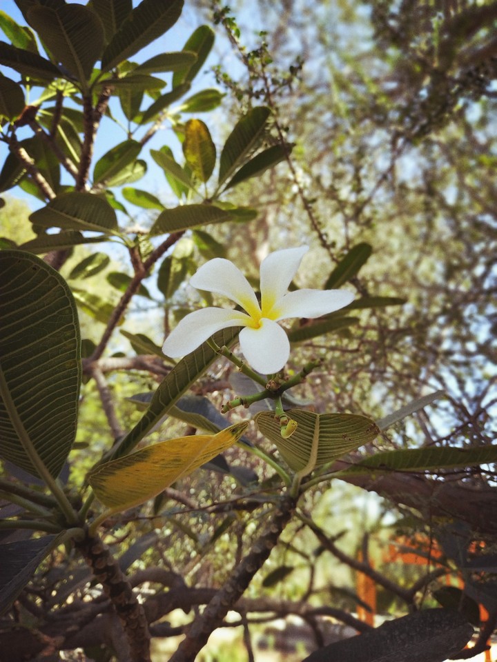 plumeria at it's and my best