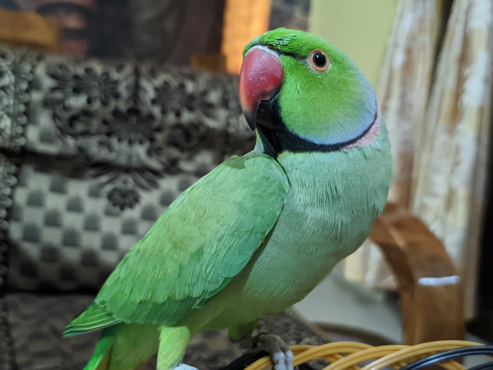 Parrot