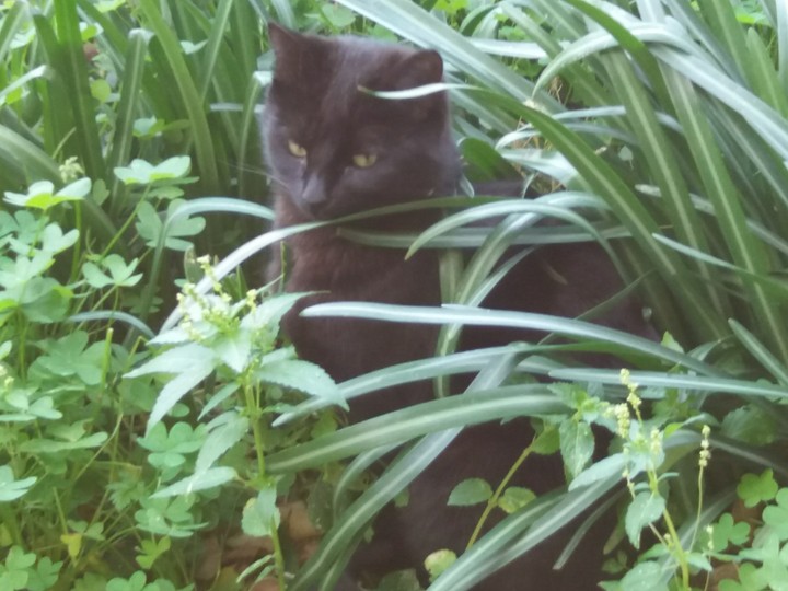 котик