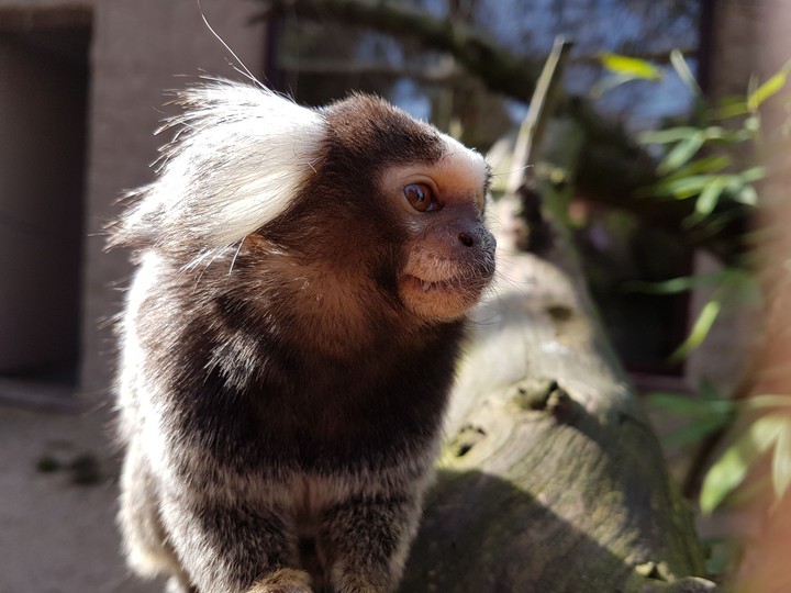 zoo