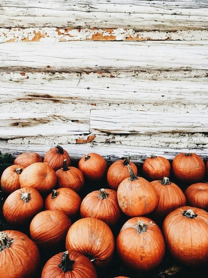 pumpkin