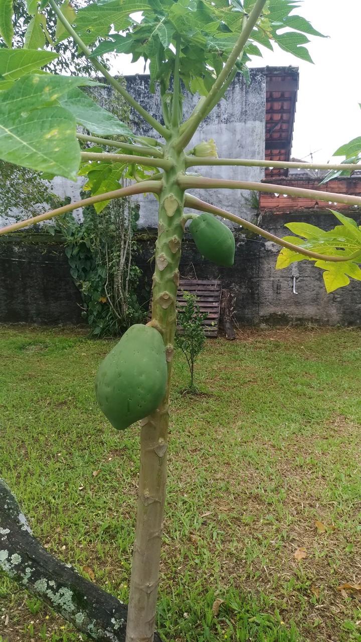 mamão