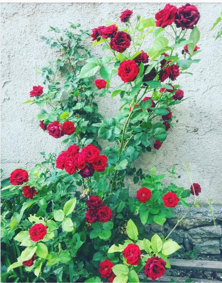 розы