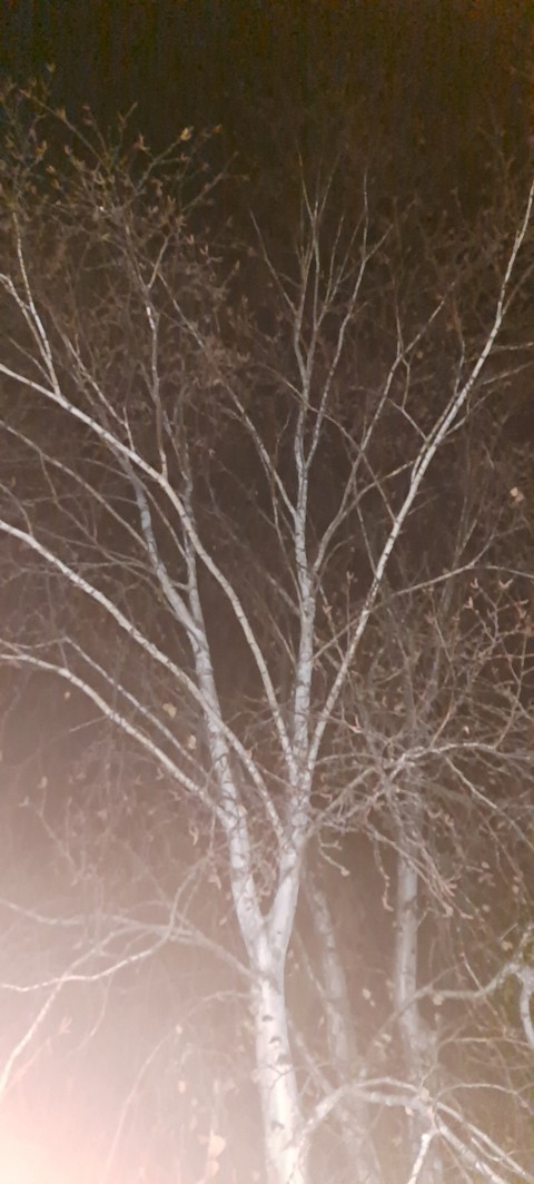 木制品, sky壁纸
