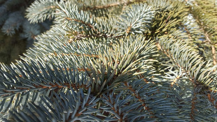Pine Needles