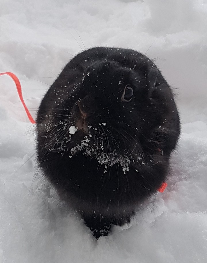 милое