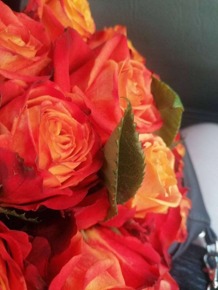 Red Rose