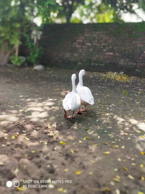 Halla and hi ducks