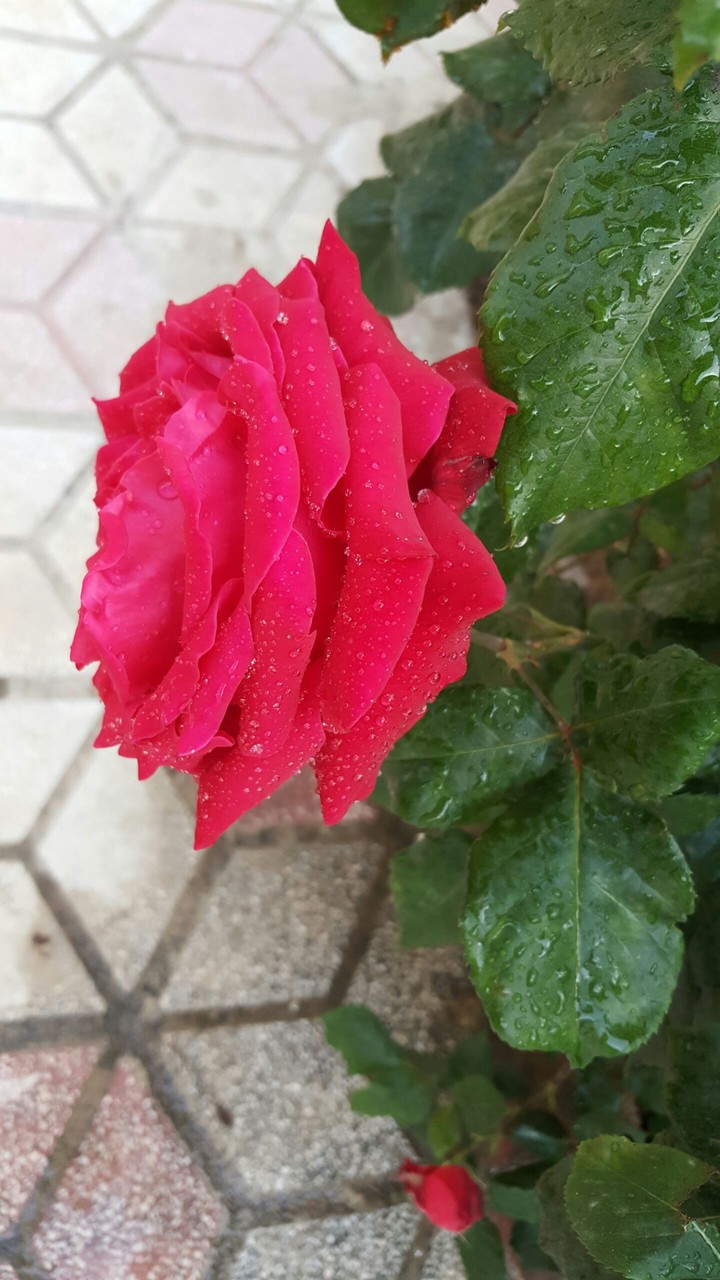 fresh flower