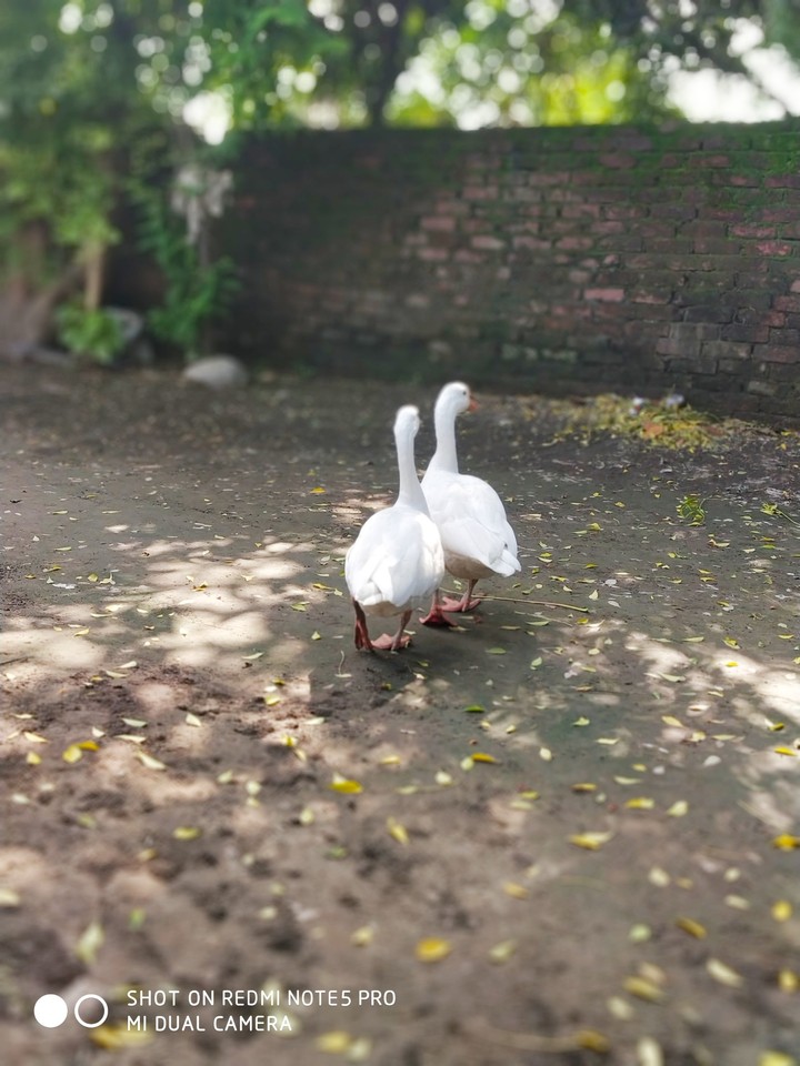 Halla and hi ducks
