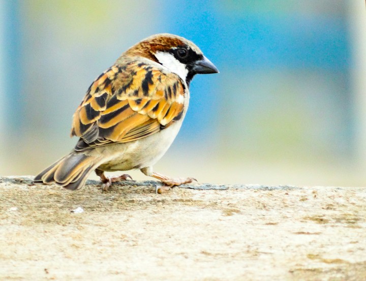 A small bird.
