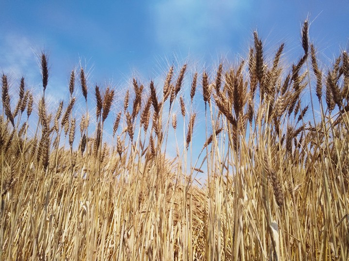 Wheat field
