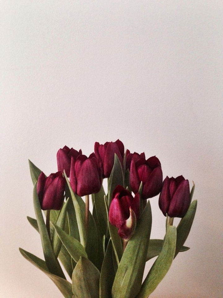 Tulips