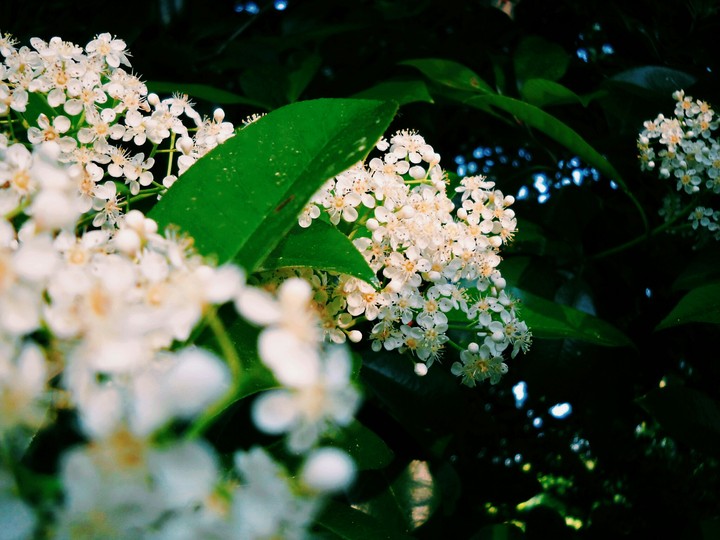 froth of flowers