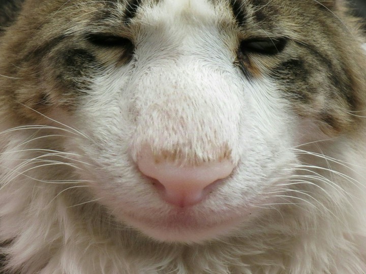 La Gata Bellota
