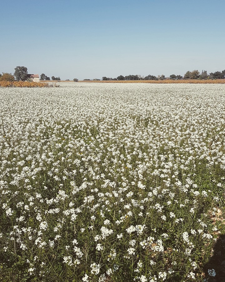 flowers