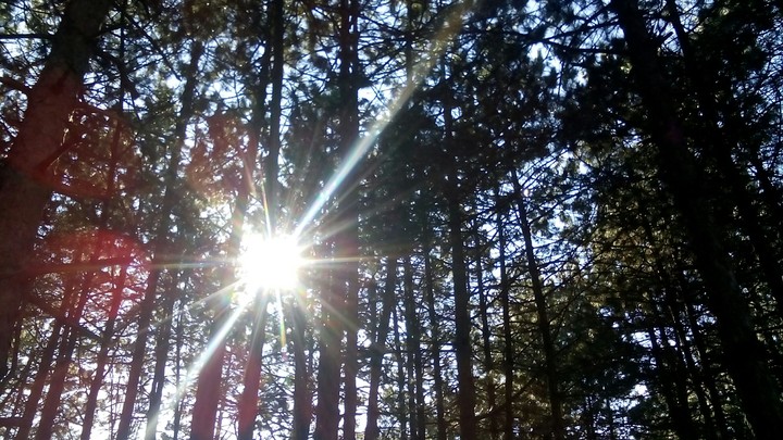 pine forest