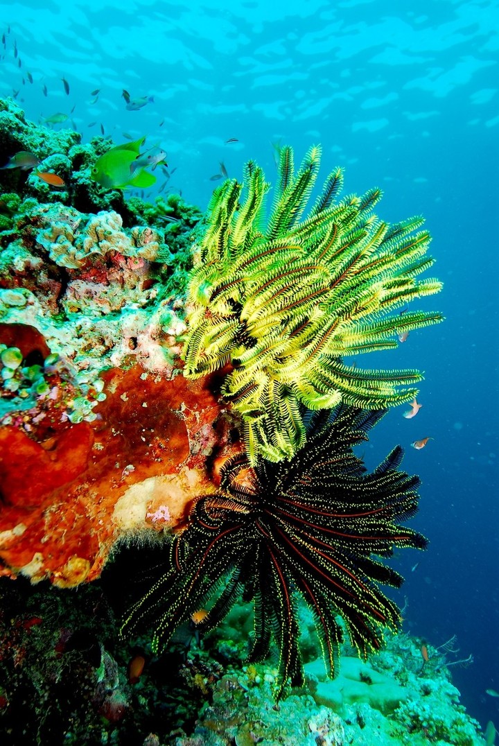under sea
