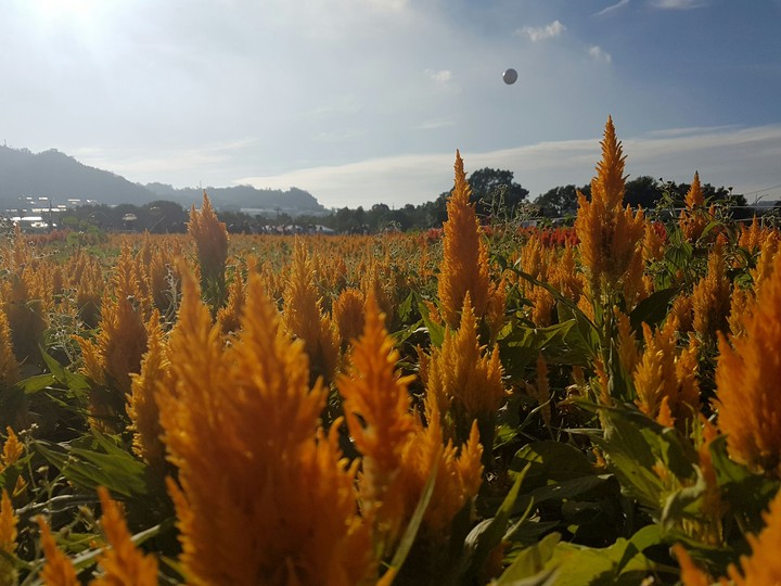 花