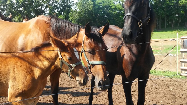 Three horses