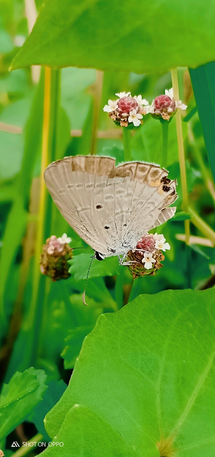 wonderful butterfly crazy movement