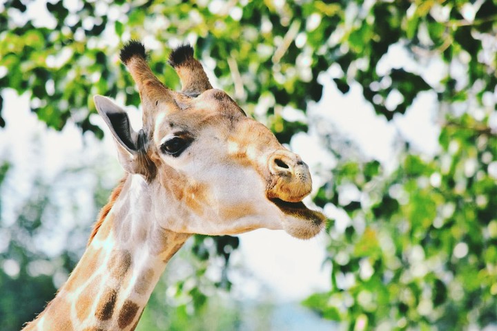 giraffe